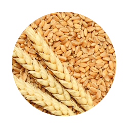 Rices  & Wheats