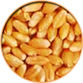 WHEAT