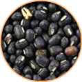URAD DAL